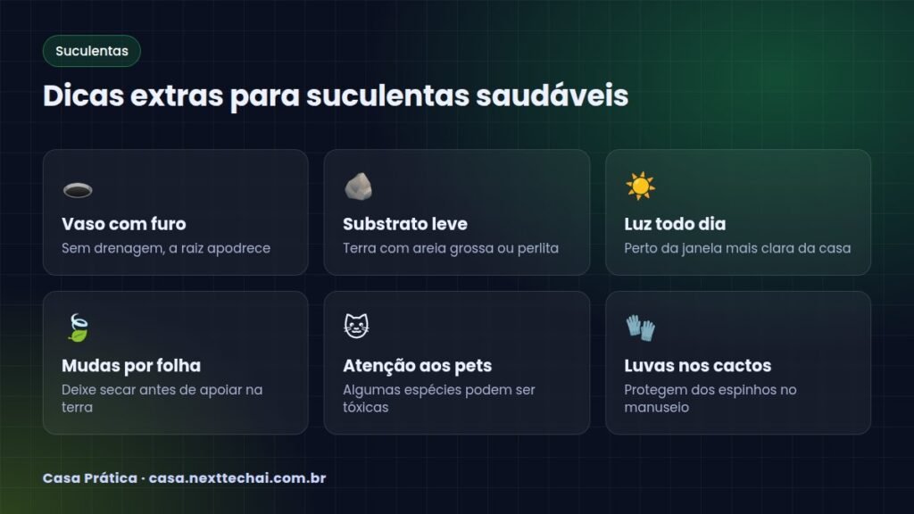 Dicas extras para suculentas saudáveis